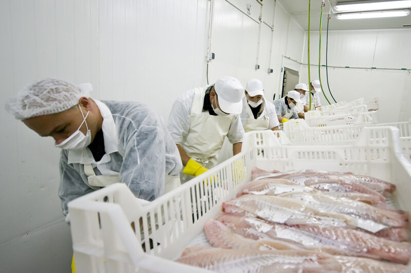 Food Safety Fsa Wp